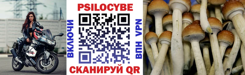 Псилоцибиновые грибы Psilocybine cubensis  закладки  Тырныауз 